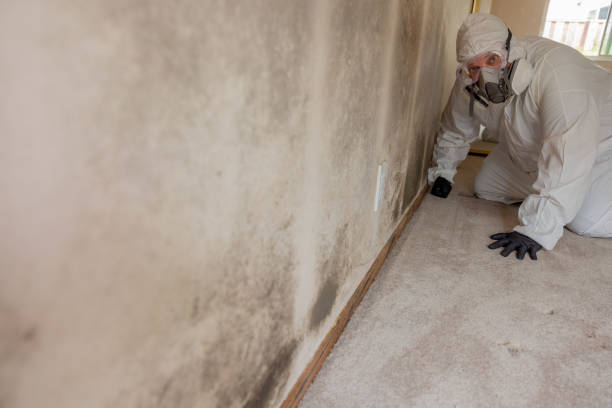 Forensic Mold Investigation in Cedar Crest, MA